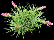 Tillandsia 'Sweet Sue' - Tropiflora