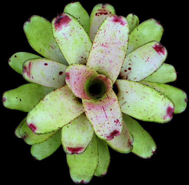 Neoregelia 'Cherry Float'