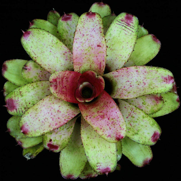 Neoregelia 'Cherry Float'