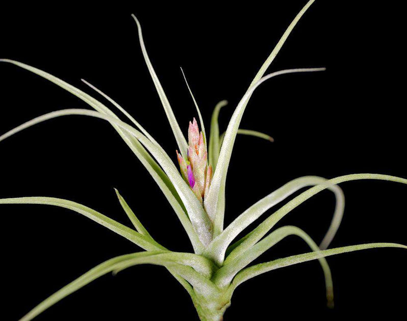 Tillandsia diguetii – Tropiflora