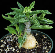 Euphorbia ambovombensis 'Green Form' - Tropiflora