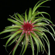 Sincoraea albopicta hybrid - Tropiflora