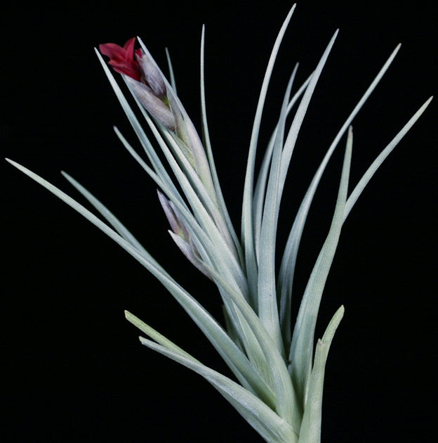 Tillandsia 'Mystic Flame' – Tropiflora