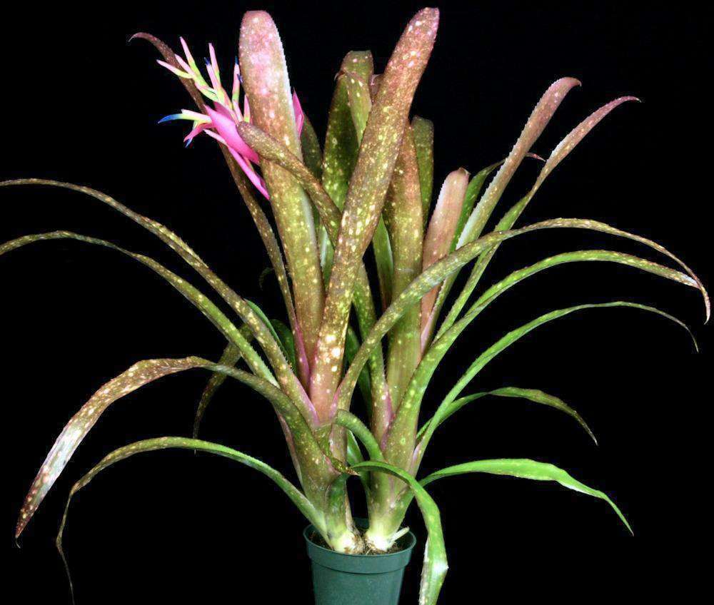 Billbergia 'Teng Ee' – Tropiflora