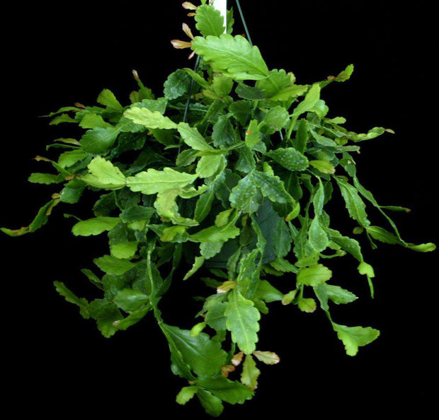 Rhipsalis cuneata - Tropiflora