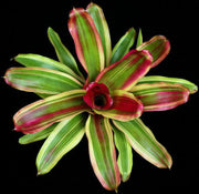 Neoregelia 'Magali' albomarginated - Tropiflora
