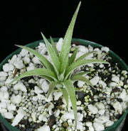 Sincoraea albopictm DJC - Tropiflora