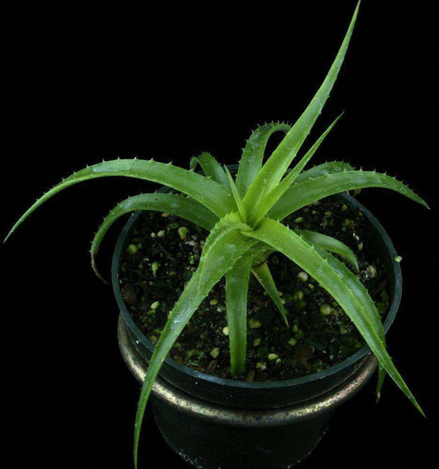 Encholirium subsecundum - Tropiflora