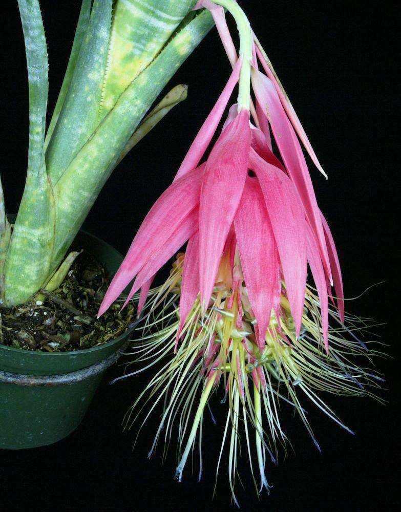 Billbergia tessmannii – Tropiflora