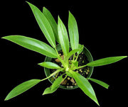 Philodendron wende-imbe - Tropiflora