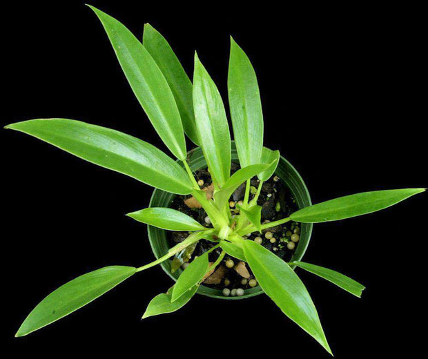 Philodendron wende-imbe - Tropiflora