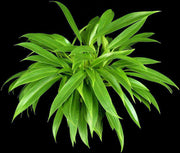 Philodendron wende-imbe - Tropiflora