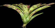 Neoregelia 'Wisteria' - Tropiflora