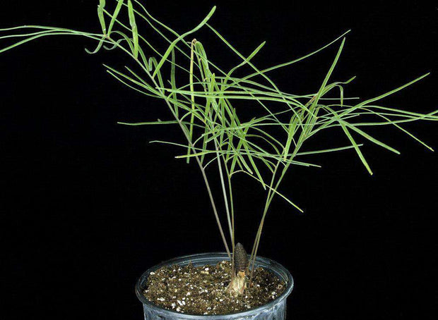 Zamia angustifolia - Tropiflora