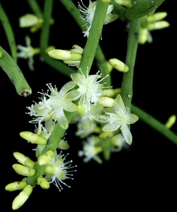 Rhipsalis species Corupa, SC - Tropiflora