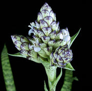 Guzmania vittata - Tropiflora