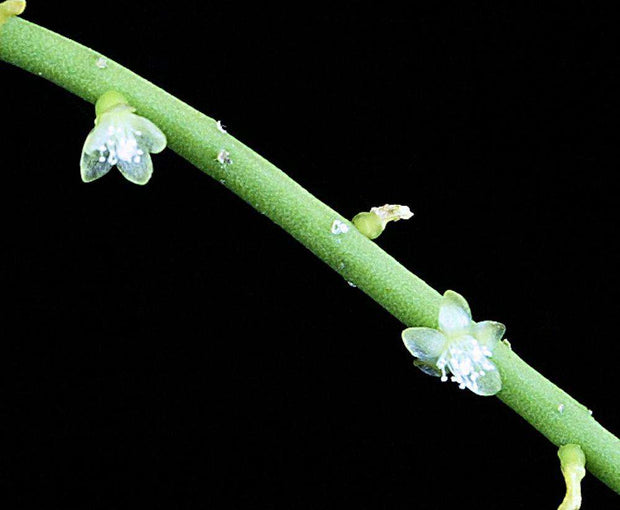 Rhipsalis cf teres 'A' SC (DJC 3/14) (#20) - Tropiflora