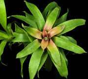 Neoregelia species stoloniferous Colombia - Tropiflora