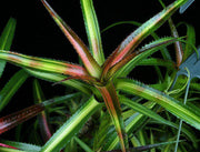 Neoregelia pendula v. brevifolia variegated - Tropiflora