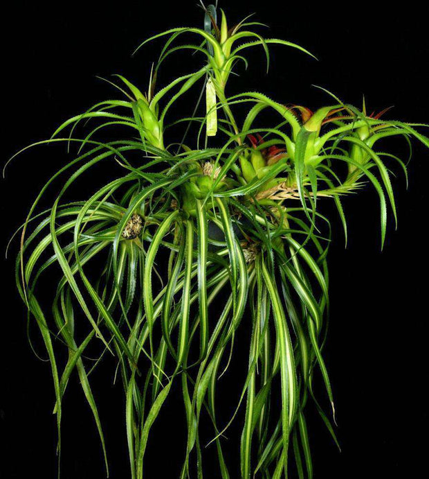 Neoregelia pendula v. brevifolia variegated - Tropiflora
