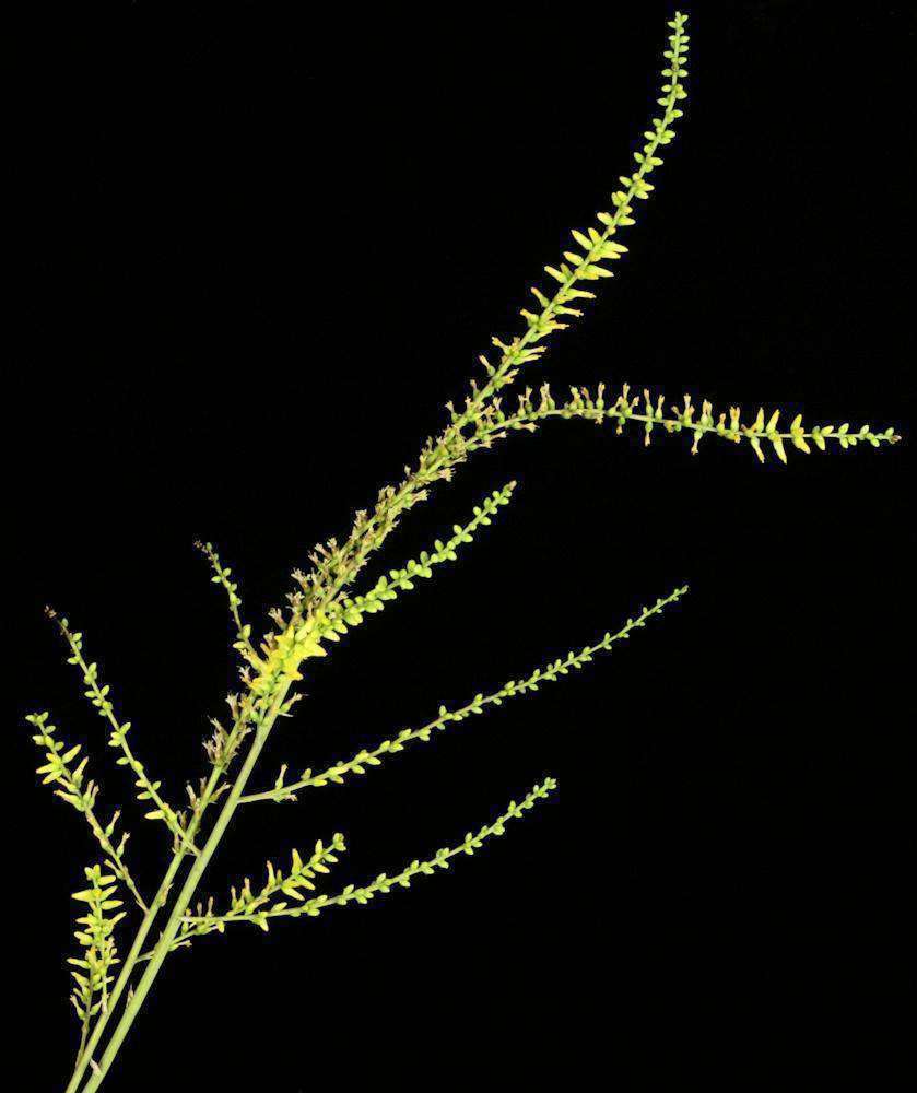 Dyckia delicata – Tropiflora