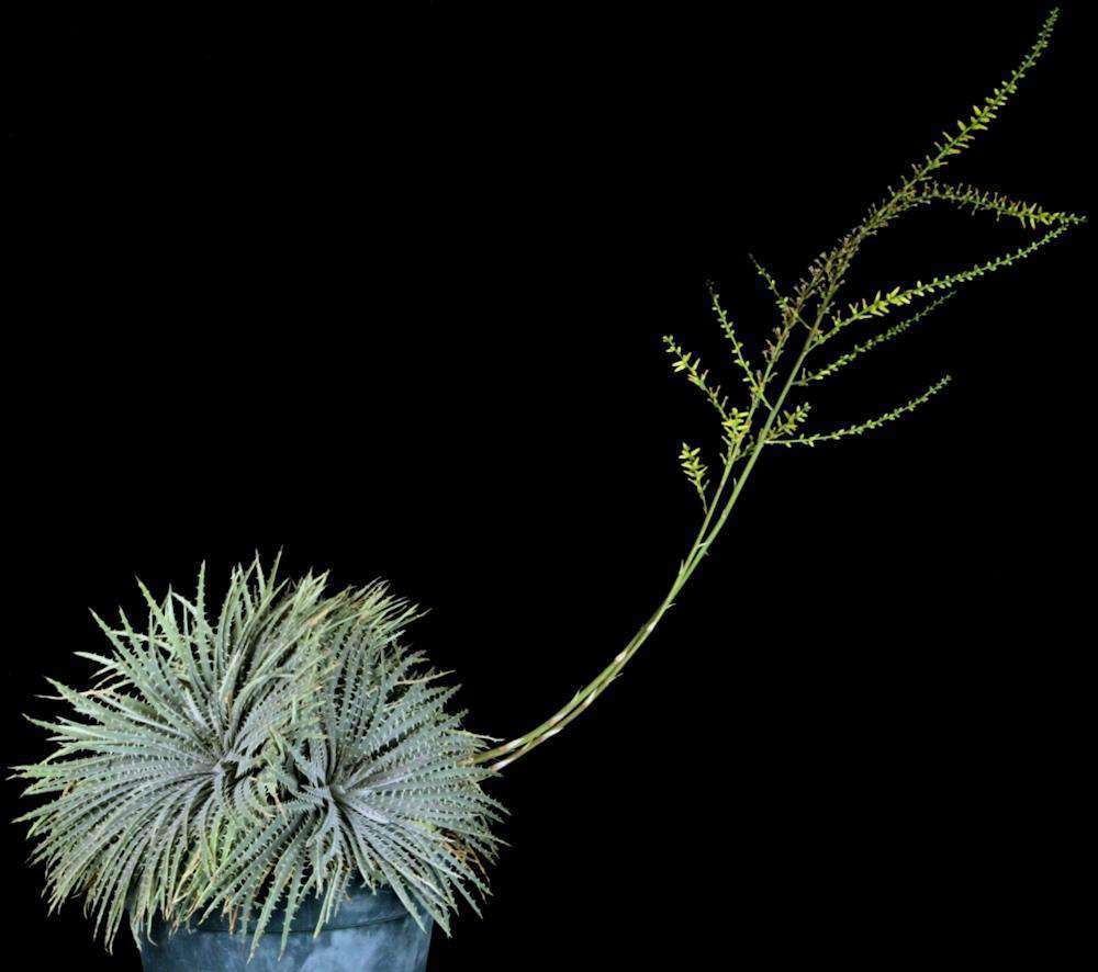 Dyckia delicata – Tropiflora
