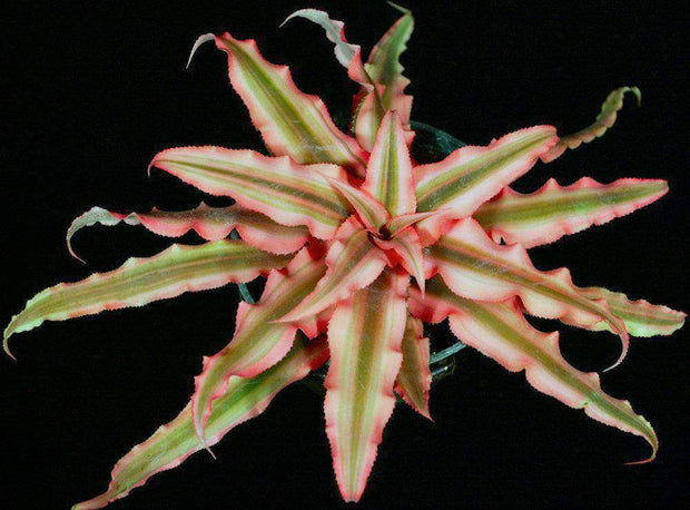 Cryptanthus 'Pink Starlite' - Tropiflora