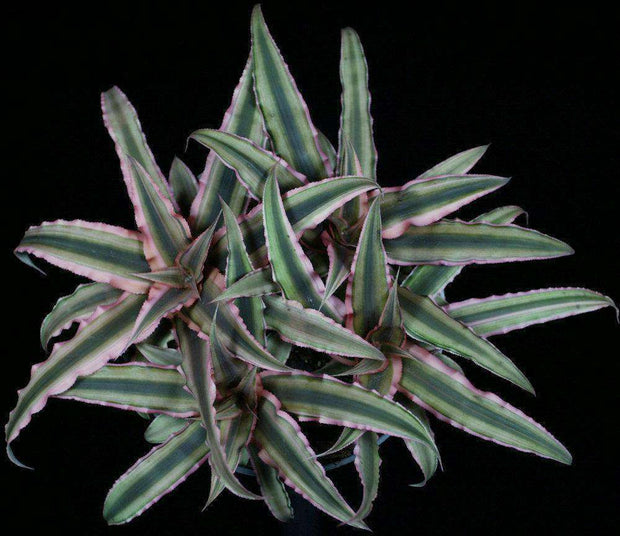 Cryptanthus 'Pink Starlite' - Tropiflora
