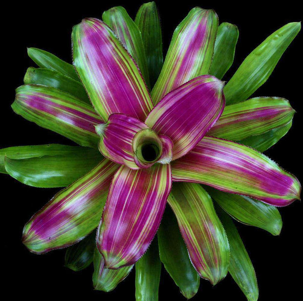 Neoregelia 'Lila Candystripe' - Tropiflora