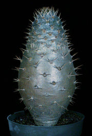 Pachypodium lamerei 'Ihosy' - Tropiflora
