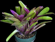 Neoregelia 'Purple Phantom' - Tropiflora