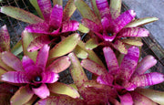 Neoregelia 'Purple Phantom' - Tropiflora