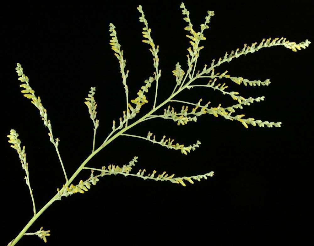 Dyckia aff hebdingii – Tropiflora
