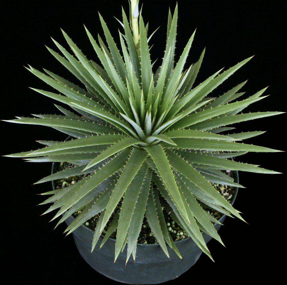 Dyckia aff hebdingii – Tropiflora
