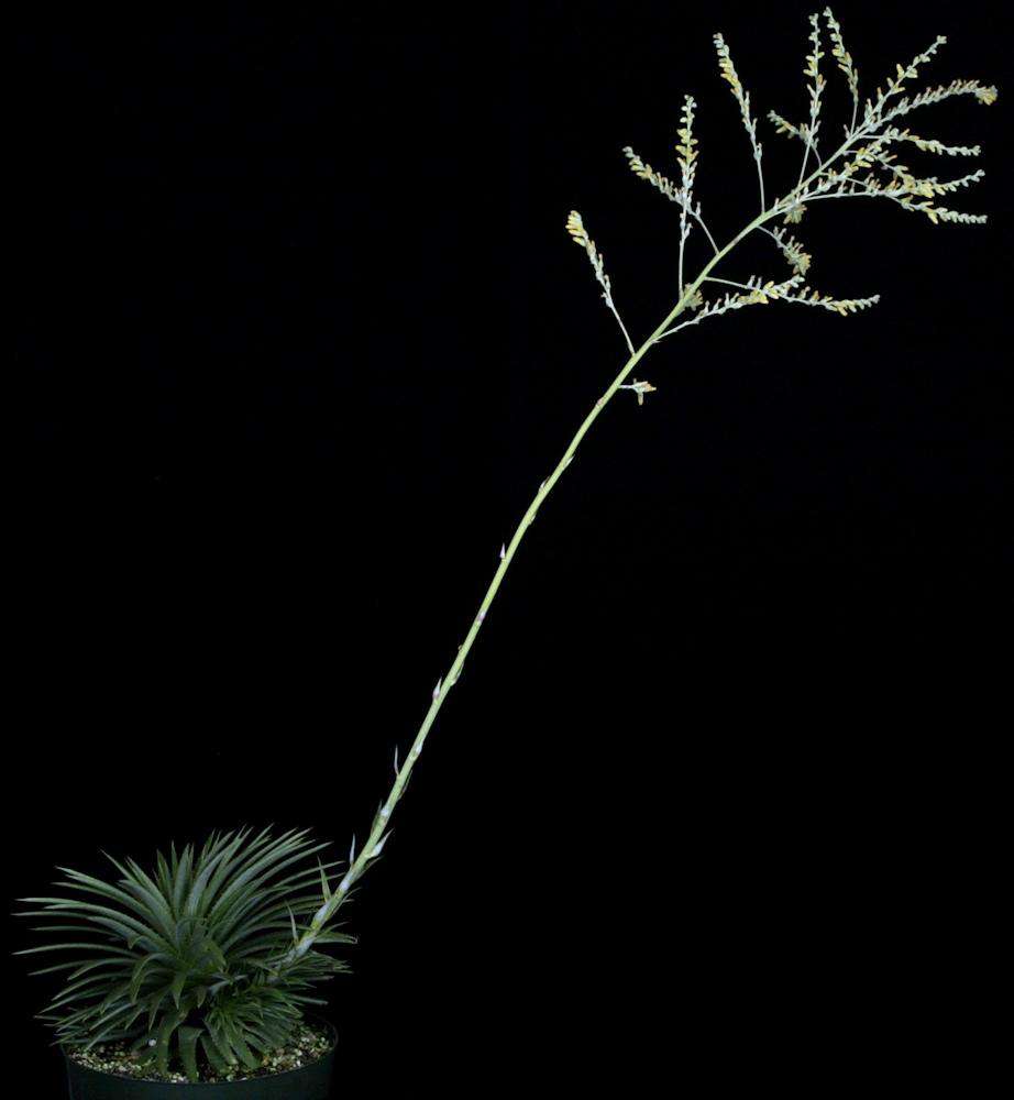 Dyckia aff hebdingii – Tropiflora