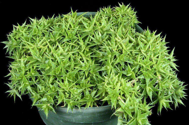 Deuterocohnia brevifolia v. brevifolia - Tropiflora