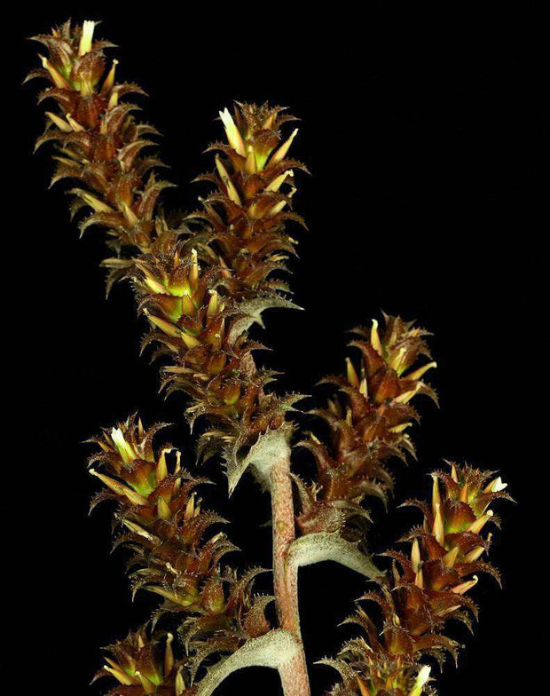 Orthophytum 'Gold Dust' - Tropiflora