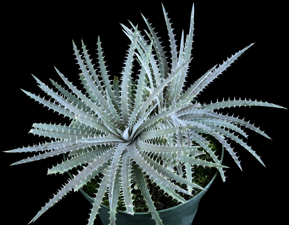 Dyckia delicata – Tropiflora