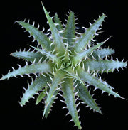 Dyckia delicata hybrid