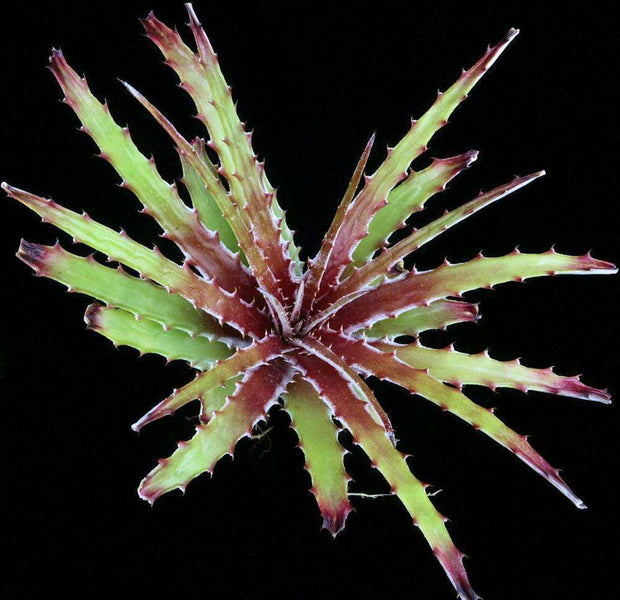 Hechtia 'Wildfire' - Tropiflora