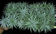 Dyckia domfelicianensis - Tropiflora