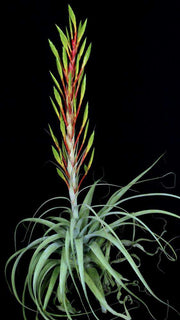 Tillandsia 'Fireworks'