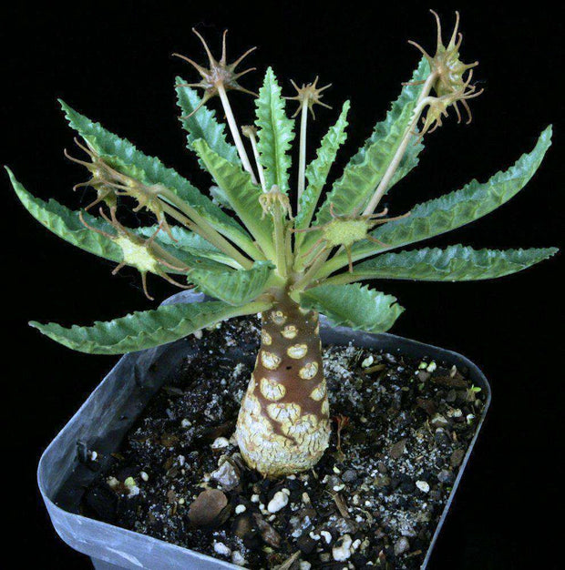 Dorstenia horwoodii - Tropiflora