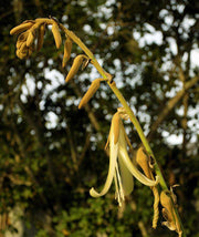 Puya ferruginea - Tropiflora