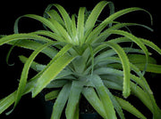 Puya ferruginea - Tropiflora