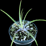 Encholirium irwinii