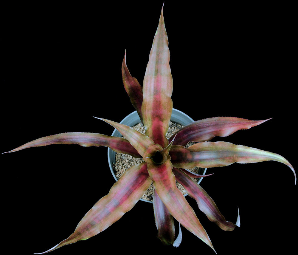Cryptanthus 'Dynasty' – Tropiflora