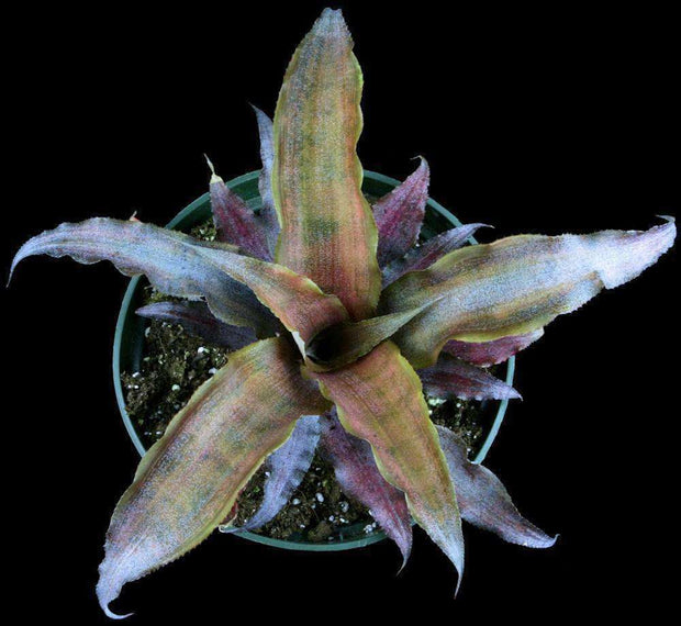 Cryptanthus 'Sarah Huffman' - Tropiflora