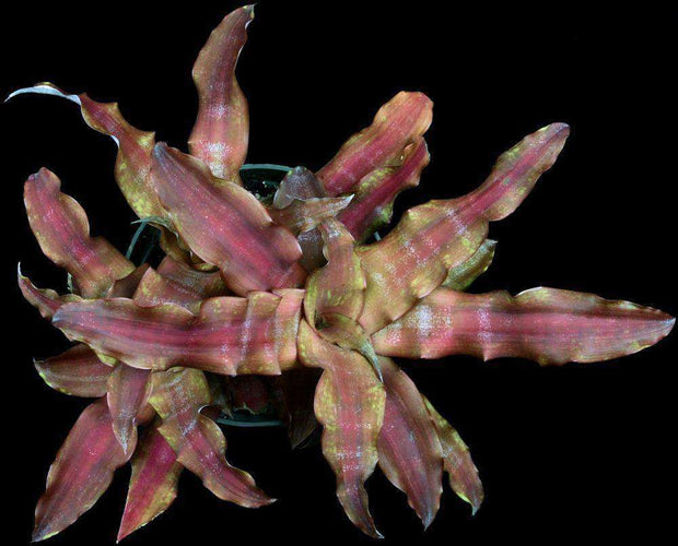 Cryptanthus 'Jennifer' - Tropiflora