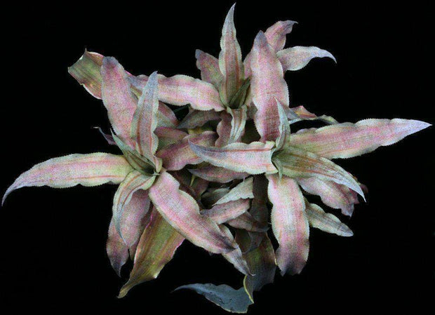 Cryptanthus 'Miami Heat' - Tropiflora